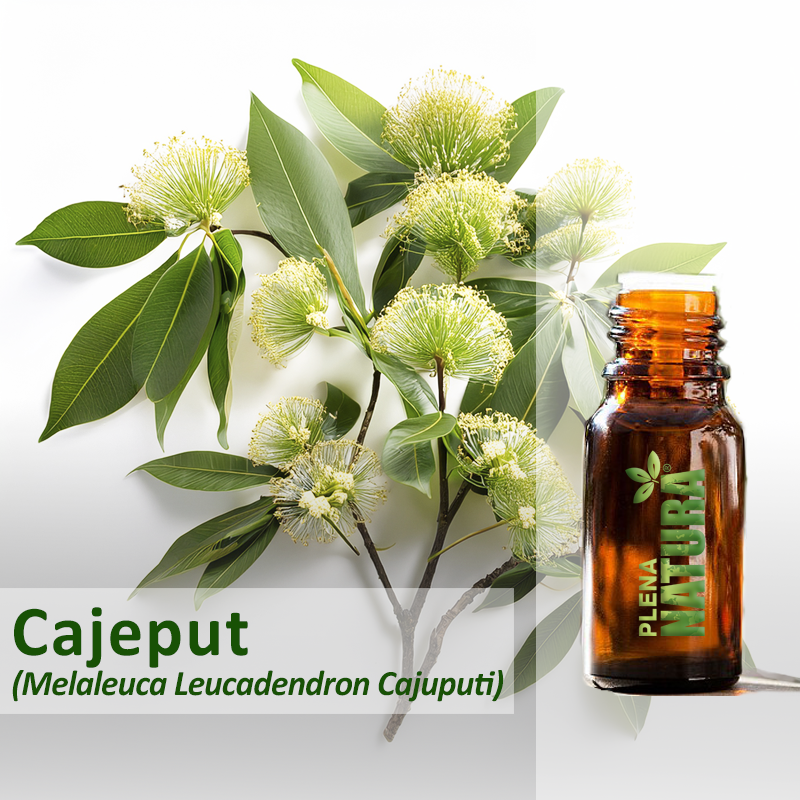 Cajeput - Óleo Essencial