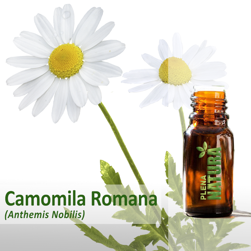 Camomila Romana - Óleo Essencial