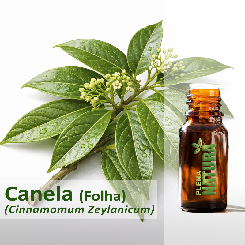 Canela (Folha) - Óleo Essencial