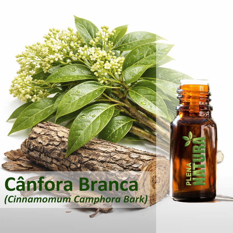 Canfora Branca - Óleo Essencial
