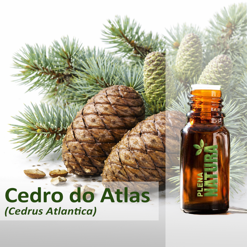 Cedro do Atlas - Óleo Essencial