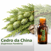 Cedro da China - Óleo Essencial