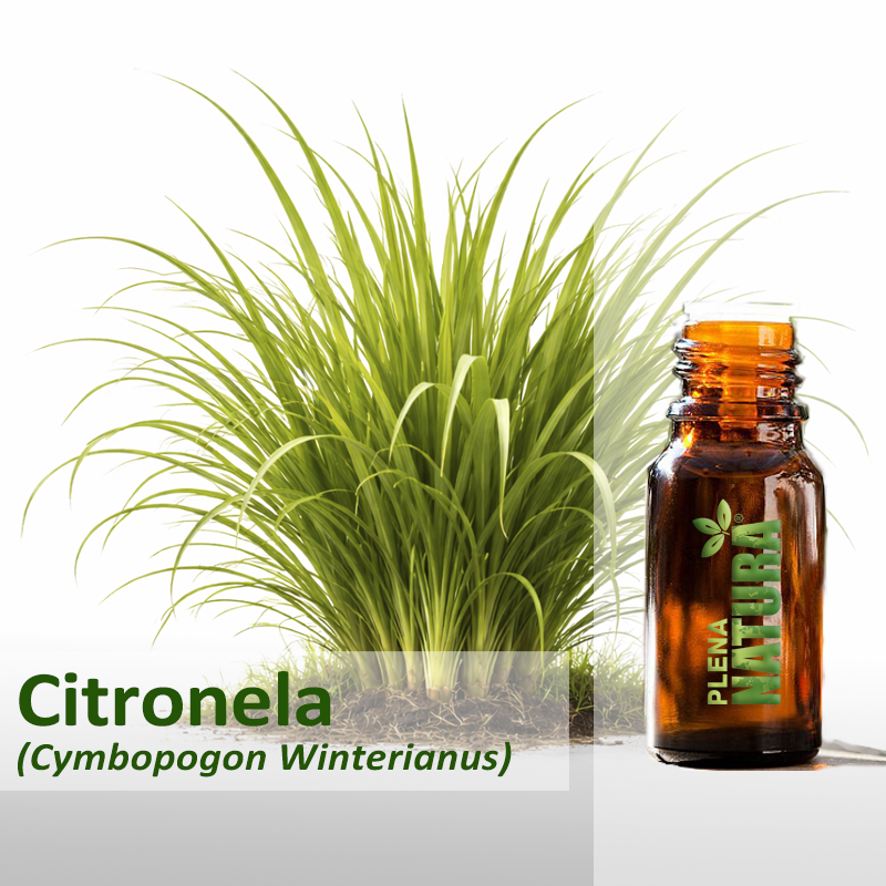 Citronela - Óleo Essencial