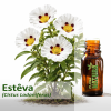 Esteva - Óleo Essencial
