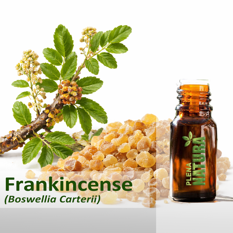 Frankincense/Olíbano (Carterii) - Óleo Essencial