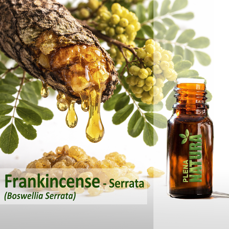 Frankincense Serrata - Óleo Essencial