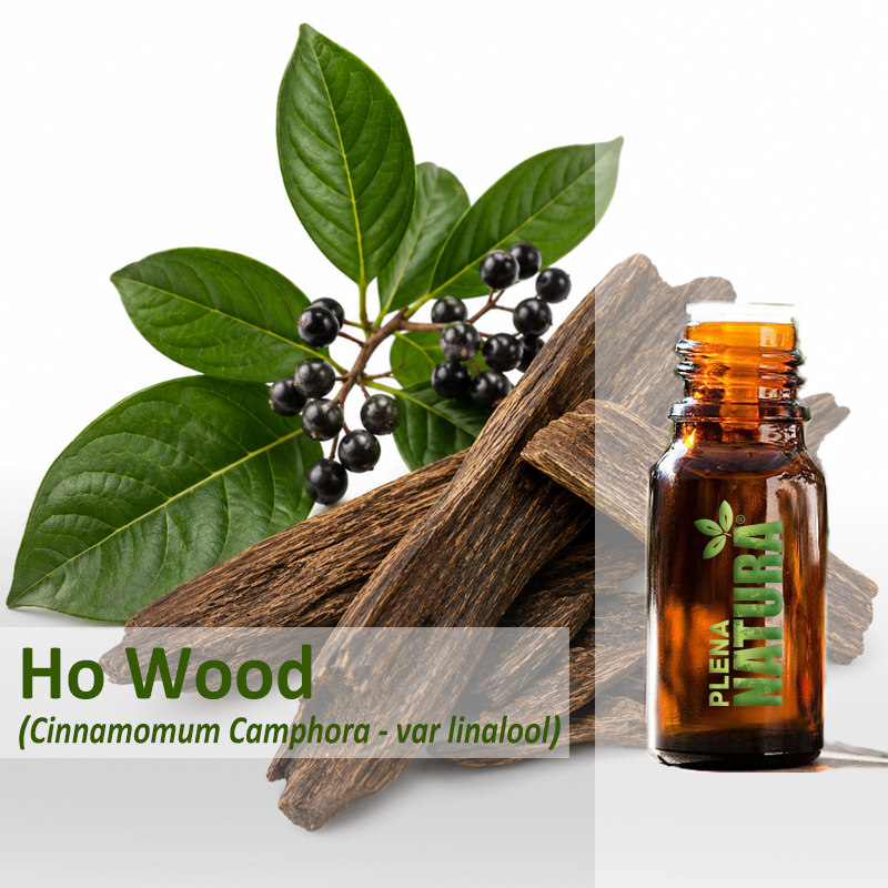 Ho Wood (Madeira de Ho) - Óleo Essencial