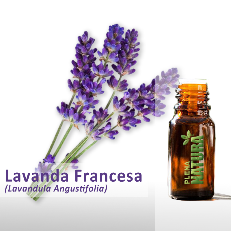 Lavanda Francesa - Óleo Essencial