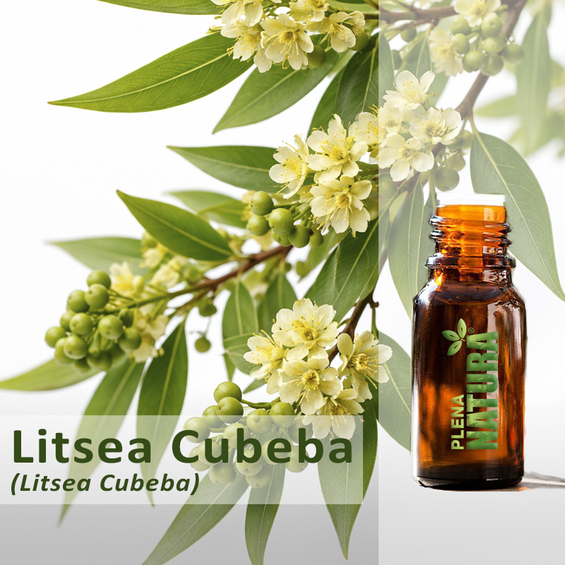 Litsea Cubeba / May Chang - Óleo Essencial
