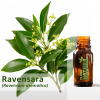 Ravensara - Óleo Essencial