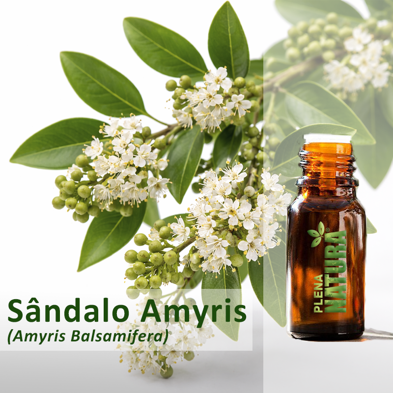 Sandalo Amyris - Óleo Essencial