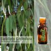 Eucalipto Citriodora - Óleo Essencial