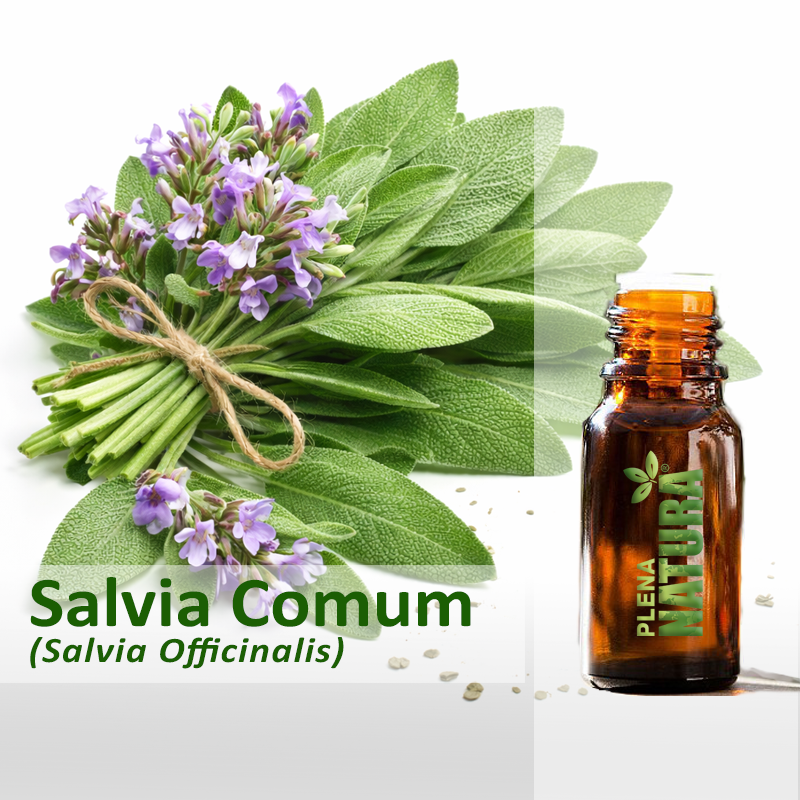 Salvia Comum - Óleo Essencial